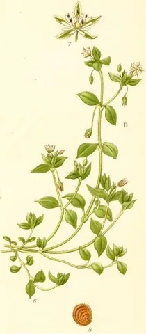 chickweed: especially common chickweed (Stellaria media), a common, edible weed in North America and Europe
