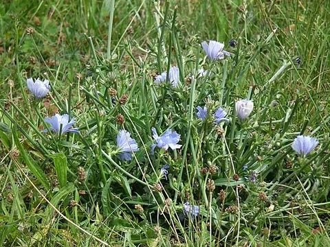 chicory button: any plant of the species common chicory (Cichorium intybus)