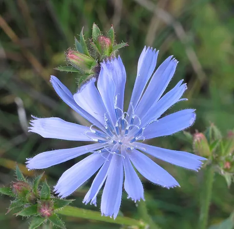 chicory: either of two plants of the Asteraceae family