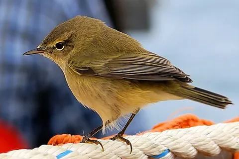 chiffchaff: a small, common warbler, of species Phylloscopus collybita, with yellowish-green plumage that...