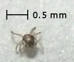 chigger: a chigoe (Tunga penetrans), a kind of flea found in tropical climates