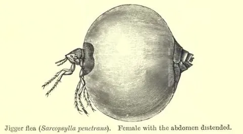 chigoe: a small tropical flea, Tunga penetrans, whose females burrow under the skin of animals, including...