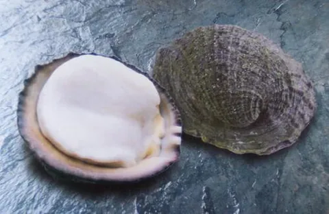chilean abalone: an edible species of sea snail (Concholepas concholepas), native to the coasts of Chile and Peru