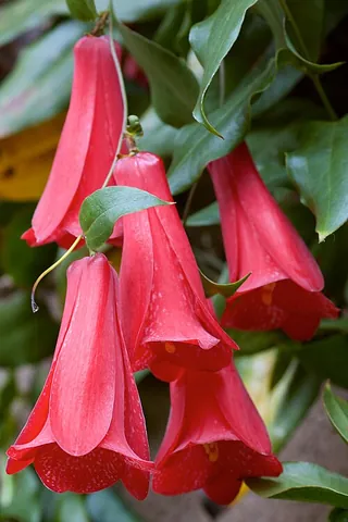 chilean bellflower: a plant of species Lapageria rosea, found in Chile