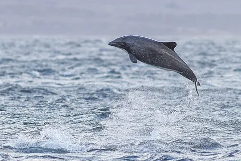 chilean dolphin: cephalorhynchus eutropia, a dolphin found off the coast of Chile