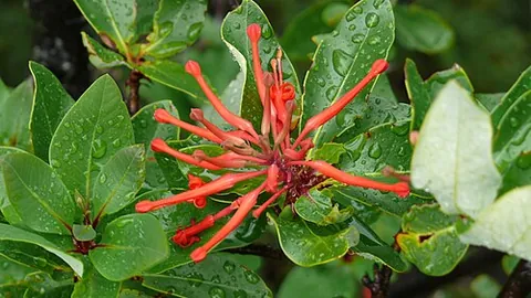 chilean firetree: a species of plant, Embothrium coccineum, found in South America