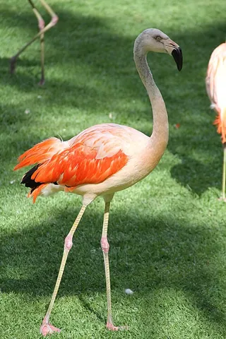 chilean flamingo: a species of flamingo, Phoenicopterus chilensis, found in temperate South America