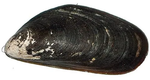 chilean mussel: a species of mussel Mytilus chilensis and its edible flesh, native to southern South America and...