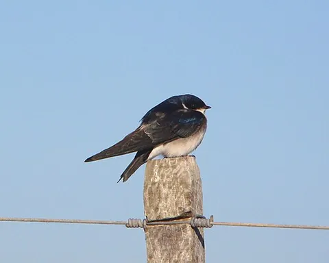 chilean swallow: a species of swallow Tachycineta leucopyga, native to southern South America