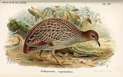 chilean tinamou: a tinamou, Nothoprocta perdicaria