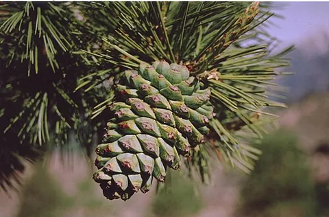 chilgoza: a pine of the species Pinus gerardiana, native to the northwestern Himalayas