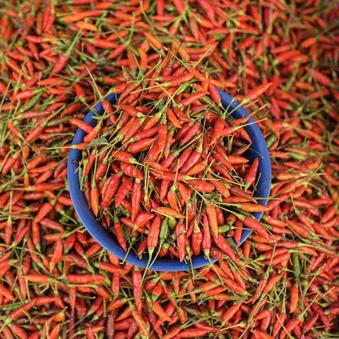 chili: the pungent, spicy fresh or dried fruit of any of several cultivated varieties of capsicum peppers,...