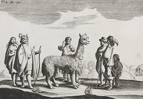 chilihueque: a dubious species of domesticated south American mammal, †Lama araucana, possibly a hybrid of llama...