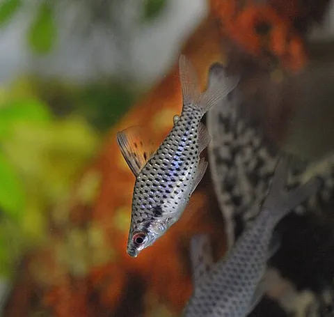 chilodontid: any fish in the family Chilodontidae, one of several related families of fish known as headstanders