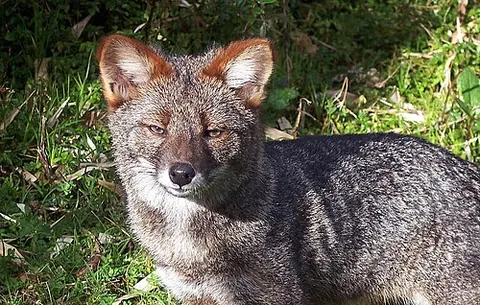 chiloe fox: synonym of Darwin's fox