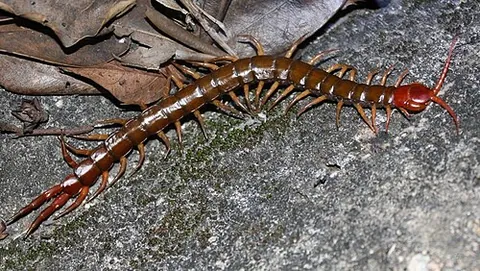 chilopod: any myriapod of the class Chilopoda, a centipede