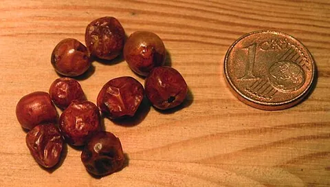 chiltepin: a wild chile pepper variety, Capsicum annuum var. glabriusculum, found in Mexico and the...