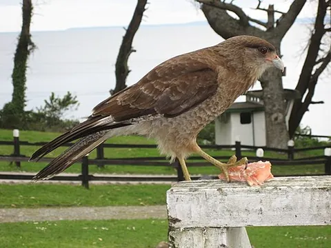 chimango caracara: a species of caracara, Milvago chimango, endemic to South America