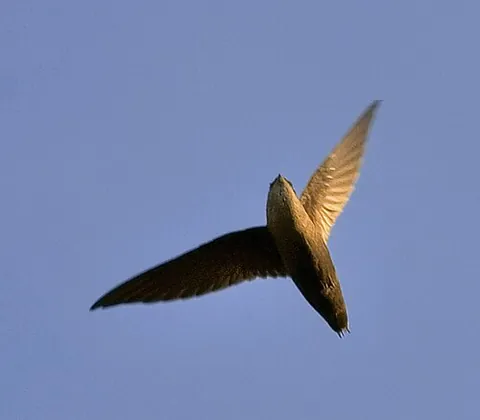 chimney swift: a rapid-flying bird that feeds on flying insects, Chaetura pelagica, with a breeding range in the...