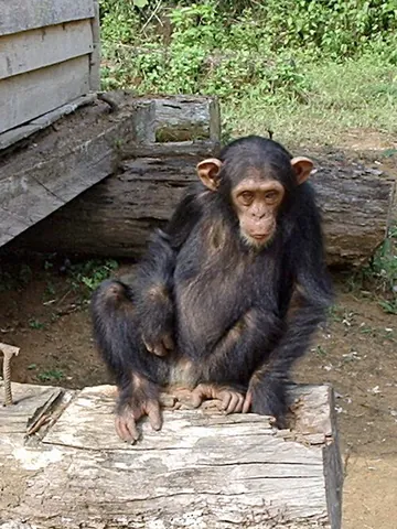 chimpanzee: pan troglodytes, a species of great ape native to the savannas and forests of Africa, and believed...