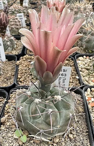 chin cactus: any of cactus of the genus Gymnocalycium