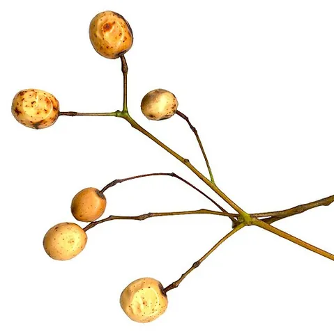 chinaberry: the bead tree or azedarach, Melia azedarach, a deciduous tree in the mahogany family Meliaceae,...