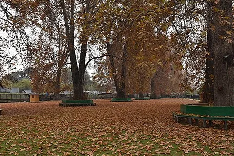 chinar: an oriental plane tree (Platanus orientalis)