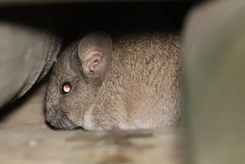 chinchilla rat: any of the caviomorph rodents of family Abrocomidae, native to the Andes Mountains