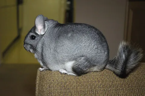 chinchilla: a small, crepuscular rodent of the genus Chinchilla, native to the Andes Mountains, prized for...
