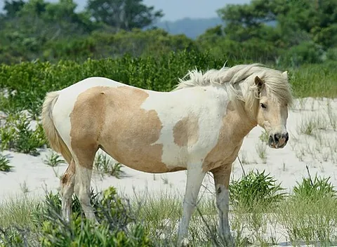 chincoteague pony: a breed of horse that developed and lives in a feral condition on Assateague Island in the states...