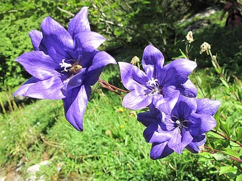 chinese bellflower: a plant of the species Platycodon grandiflorus, sole species of genus Platycodon, native to east...