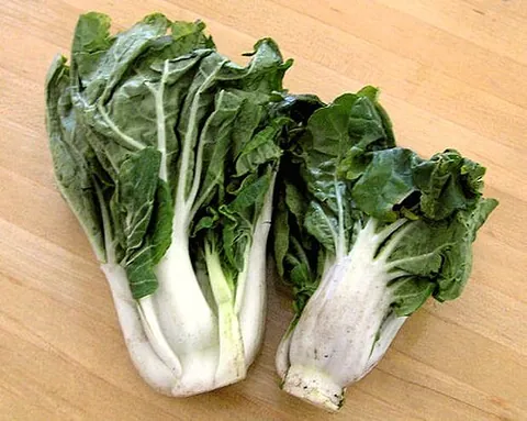 chinese cabbage: bok choy (Brassica rapa subsp. chinensis)