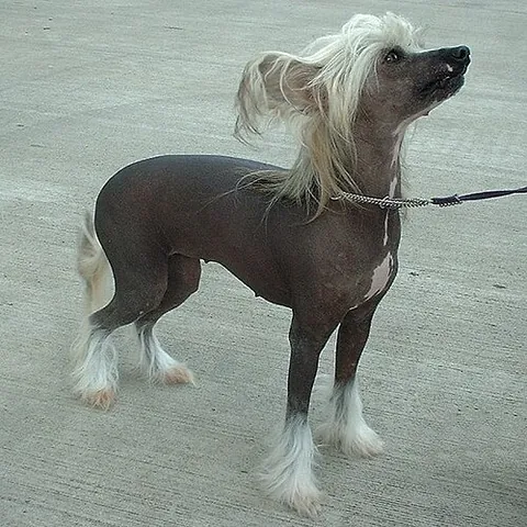 chinese crested dog: a toy dog that resembles a long-snouted Chihuahua with tufts of hair about the head and ears, tail...