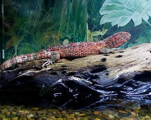 chinese crocodile lizard: a semiaquatic anguimorph lizard, of species Shinisaurus crocodilurus, found only in cool forests in...