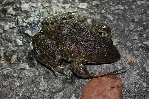 chinese edible frog: a species of frog (Hoplobatrachus chinensis, syn. Hoplobatrachus rugulosus), found mostly in...