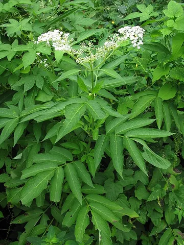 chinese elder: a species of elderberry, Sambucus javanica, in the family Adoxaceae native to subtropical and...