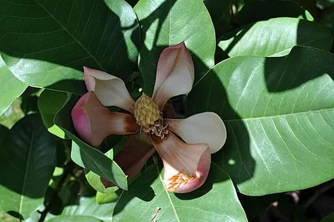 chinese evergreen magnolia: magnolia delavayi, a species of magnolia