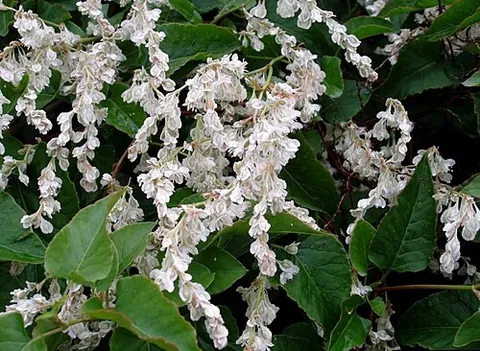 chinese fleecevine: any member of the species Fallopia baldschuanica of flowering plants in the knotweed family