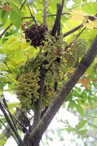 chinese gall: a gall produced on Chinese sumac (Rhus chinensis, syn. Rhus semialata) infested by the female...