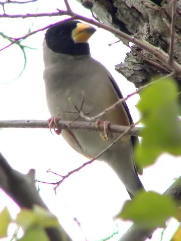 chinese grosbeak: an Asian finch, Eophona migratoria