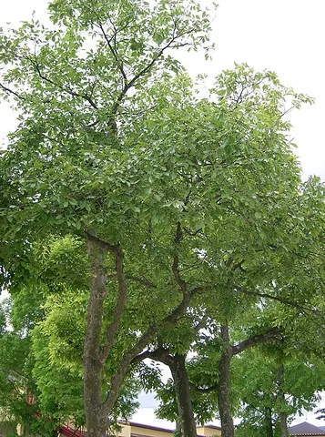 chinese hackberry: a tree, Celtis sinensis, of the family Cannabaceae and native to slopes in East Asia