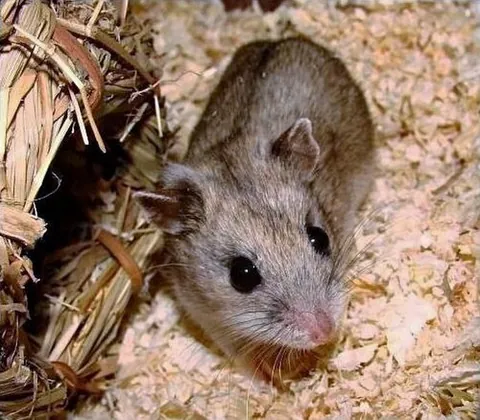 chinese hamster: any member of the species Cricetulus griseus of hamsters originating in the deserts of northern...