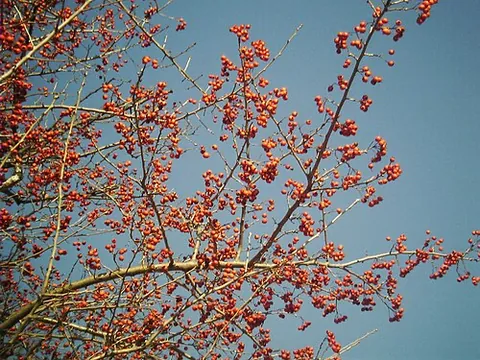 chinese hawthorn: crataegus pinnatifida, a species of shrub that produces a medicinal herb used in Chinese...