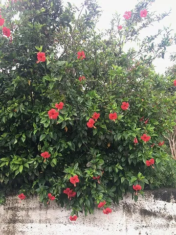 chinese hibiscus: a China rose (Hibiscus rosa-sinensis), native to east Asia