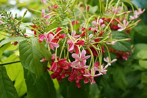 chinese honeysuckle: a tropical vine used in traditional medicine (Combretum indicum)