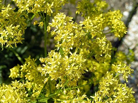 chinese indigo: dyer's woad (Isatis tinctoria, syn. Isatis indigotica)