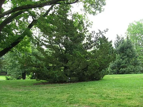 chinese juniper: juniperus chinensis, a shrub or tree, very variable in shape, reaching 1-20 m tall, native to...