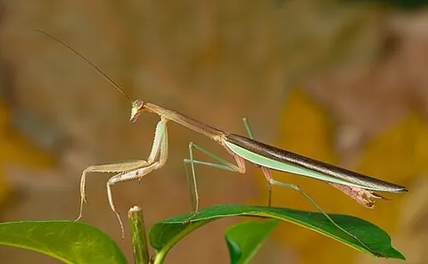 chinese mantis: any member of the species Tenodera sinensis of mantis, originating in China