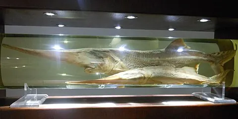 chinese paddlefish: an extinct freshwater paddlefish (†Psephurus gladius) (extinct since circa 2004)