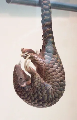 chinese pangolin: any member of the species Manis pentadactyla of pangolins